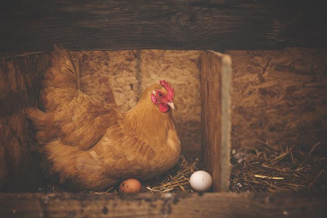 A Complete Lifecycle Of A Chicken