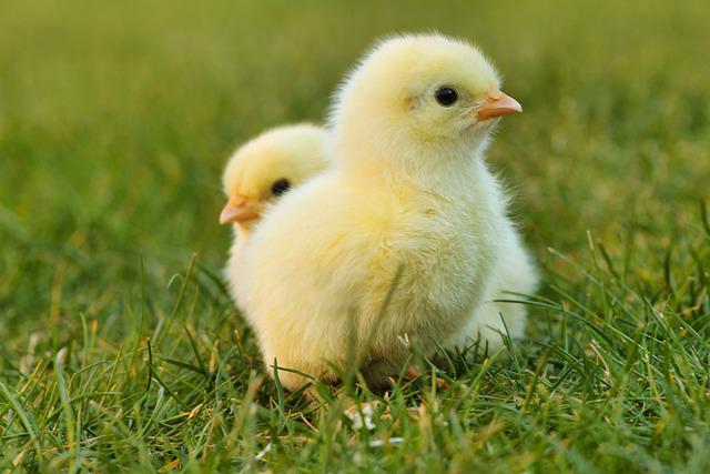 A Complete Lifecycle Of A Chicken