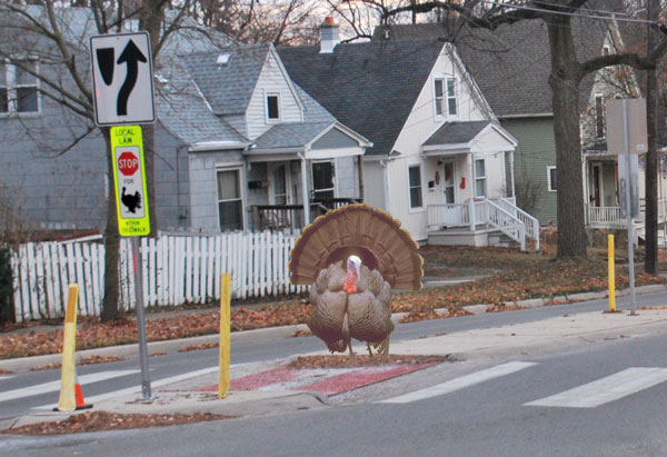 why did the turkey cross the road