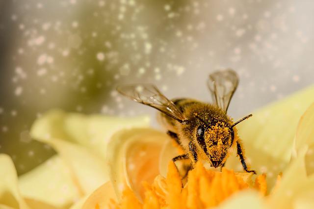 Why Do Bees Have Sticky Hair Answer Will Surprise You