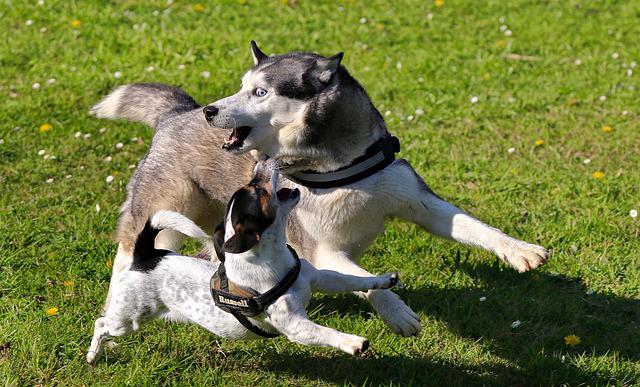 Why Do Huskies Howl How To Deal With It