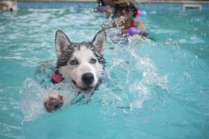 Why Do Huskies Howl How To Deal With It